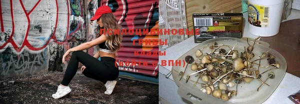 стаф Кулебаки